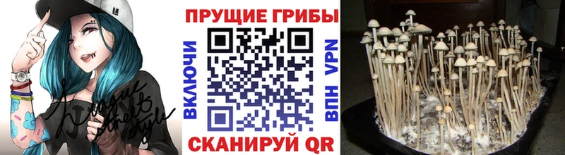 Купить закладки  Узловая  Псилоцибиновые грибы мухоморы 